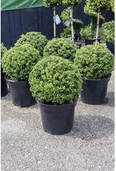 Ilex crenata convexa Bol M