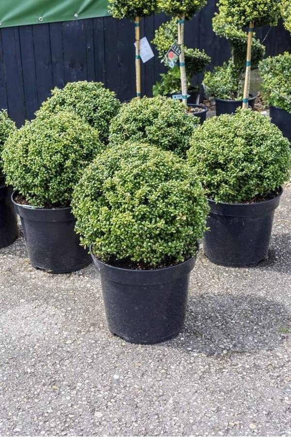 Ilex crenata convexa Bol M