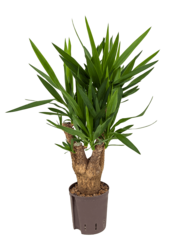 Hydroplant Yucca