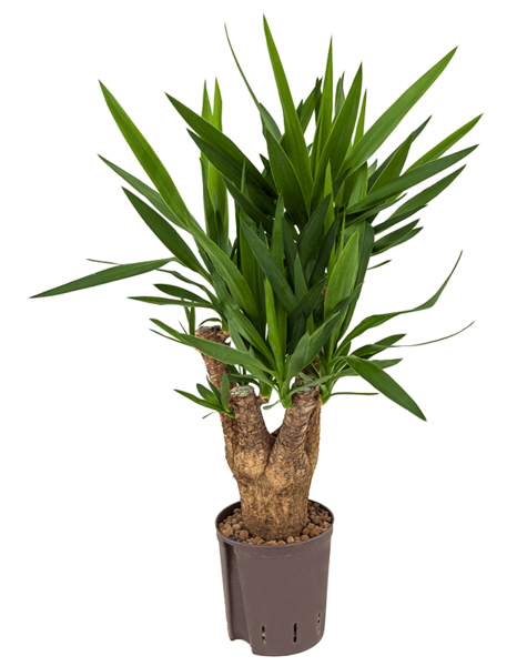 Hydroplant Yucca