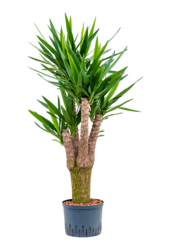 Hydro Roślina Yucca