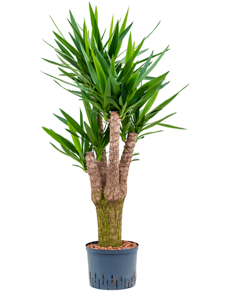 Hydro Roślina Yucca