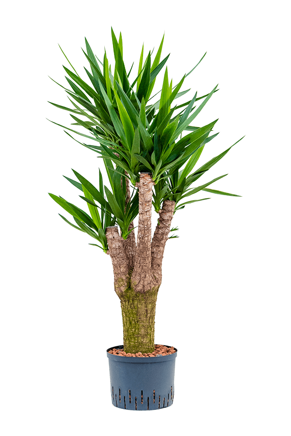 Hydro Roślina Yucca
