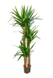 Hydroplant Yucca