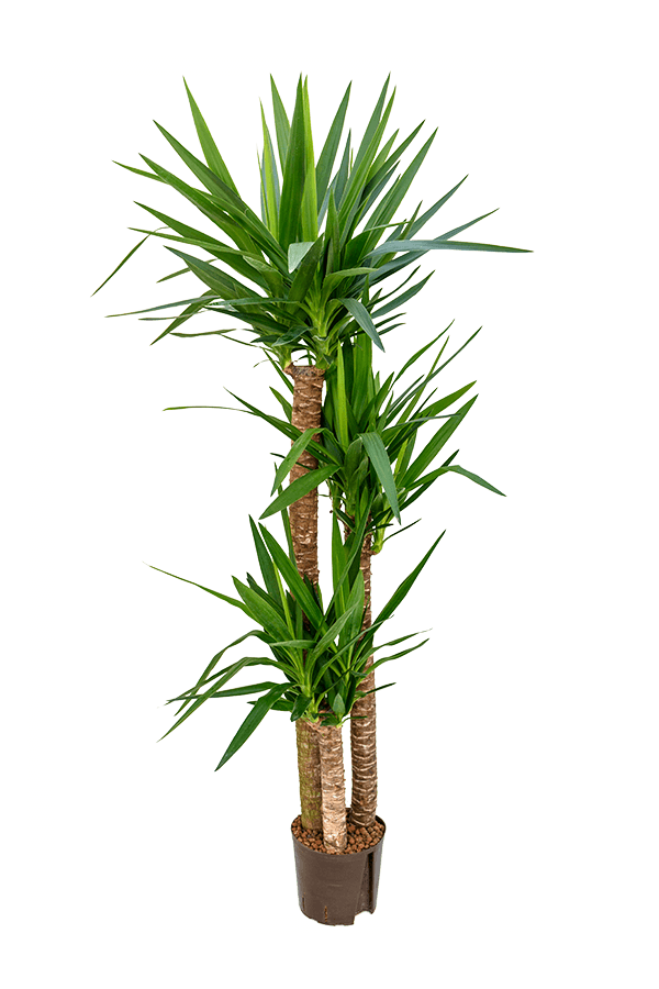 Hydroplant Yucca