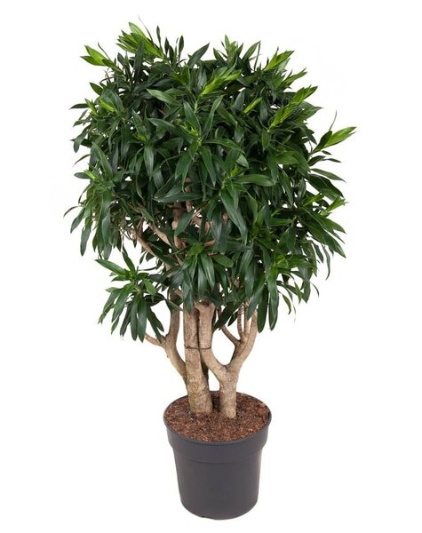 Dracena