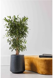 Dracena Reflexa XL