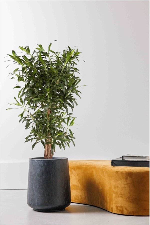 Dracena Reflexa XL