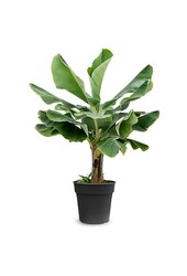 Bananowiec Musa Tropicana L