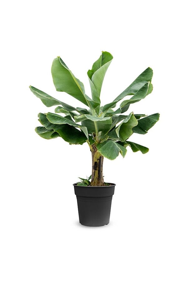 Bananowiec Musa Tropicana L