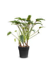 Philodendron Xanadu korzenie powietrzne