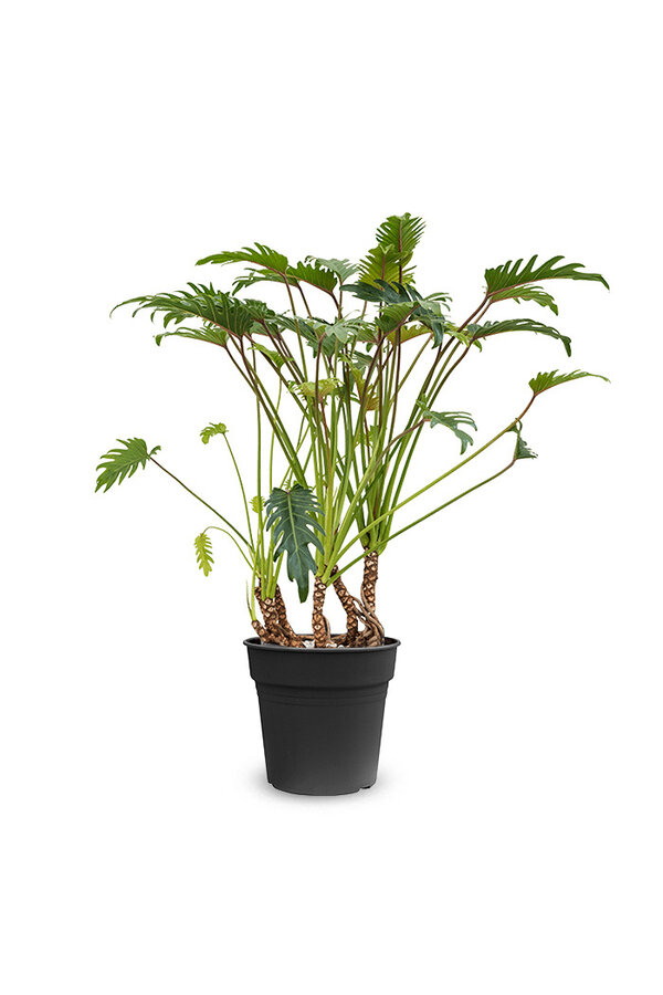 Philodendron Xanadu korzenie powietrzne