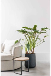 Philodendron Xanadu korzenie powietrzne