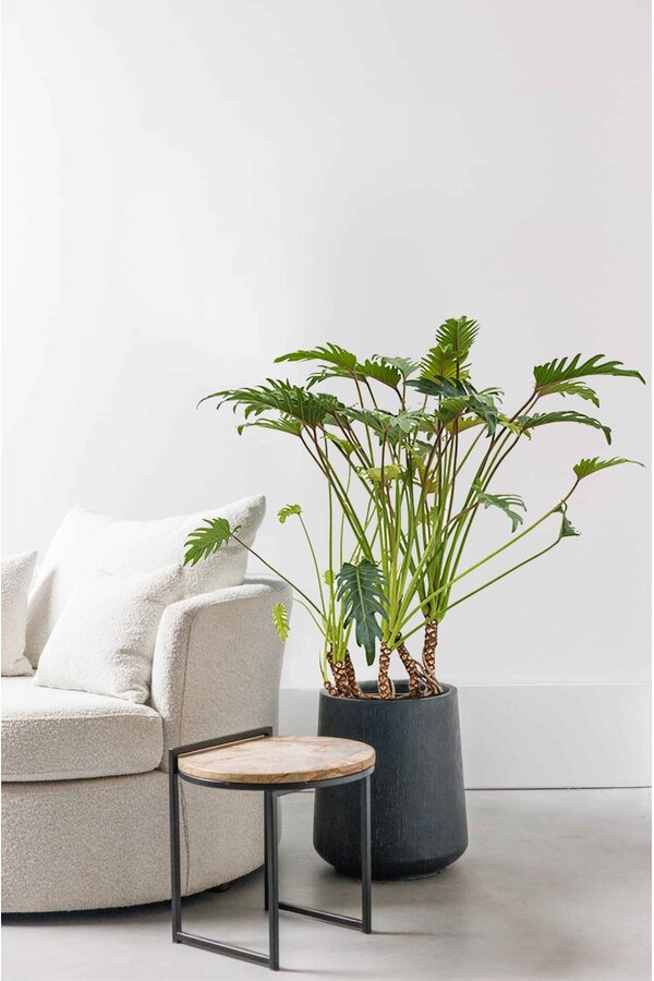 Philodendron Xanadu korzenie powietrzne