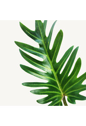 Philodendron Xanadu korzenie powietrzne