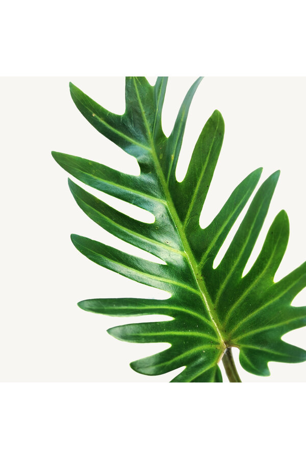 Philodendron Xanadu korzenie powietrzne
