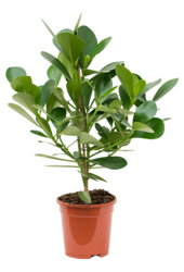 Clusia rosea princess S