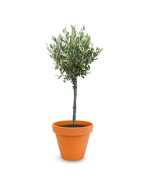 TerraCotta | Olea Europaea