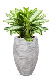 Aglaonema Silver W Wazonie Elegancki