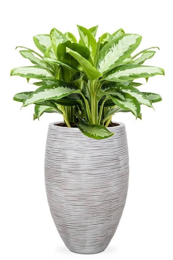 Aglaonema Silver W Wazonie Elegancki