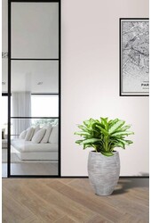 Aglaonema Silver W Wazonie Elegancki
