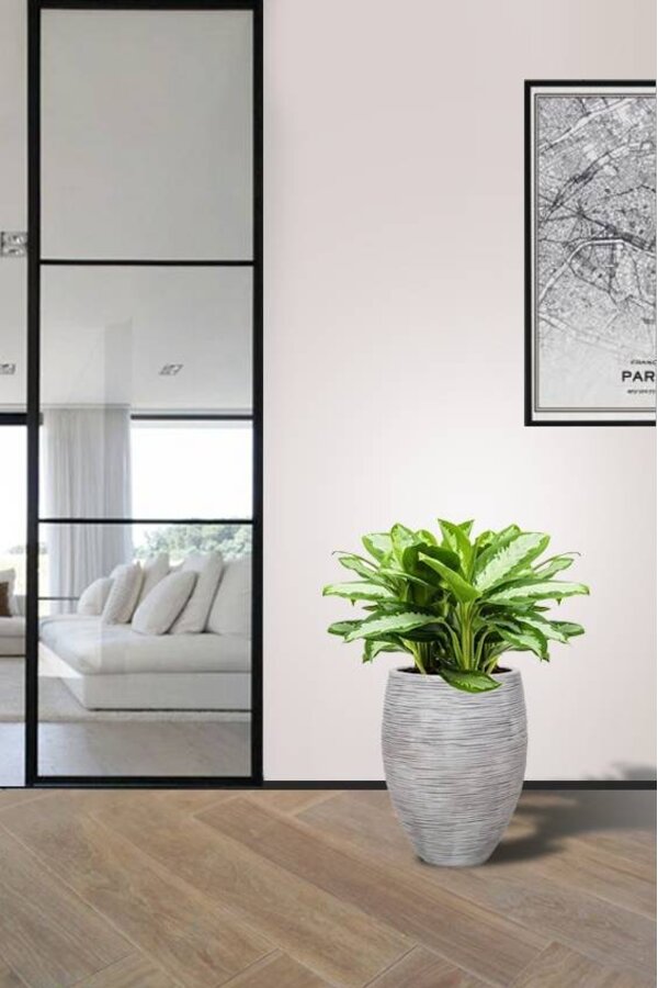 Aglaonema Silver W Wazonie Elegancki