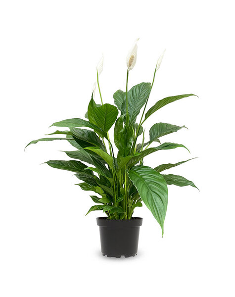 Spathiphyllum