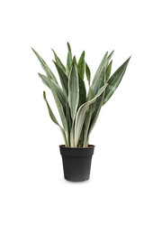 Sansewieria Metallica L
