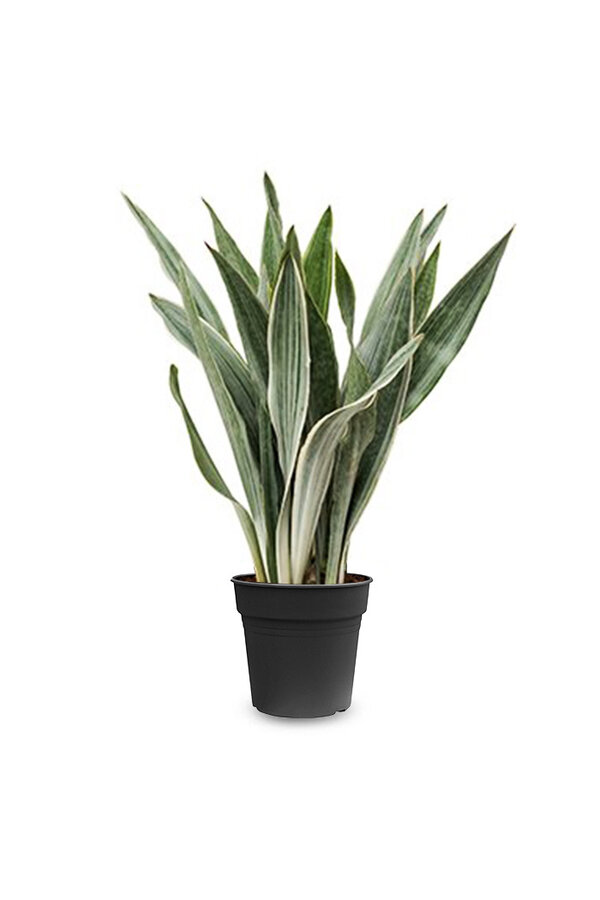 Sansewieria Metallica L