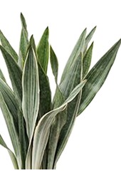 Sansewieria Metallica L