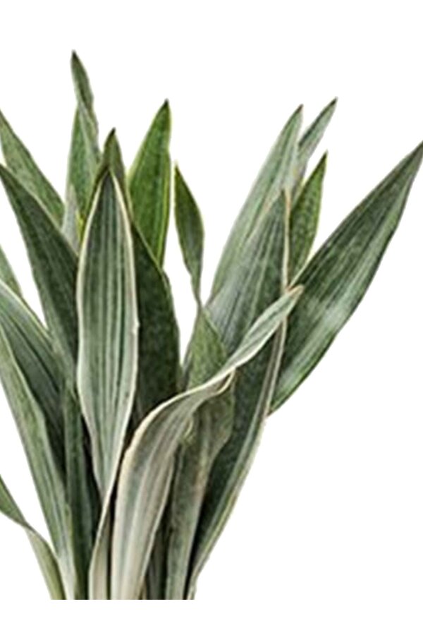 Sansewieria Metallica L