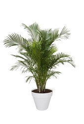 Palma złota Areca w doniczce Urban L (na kółkach)