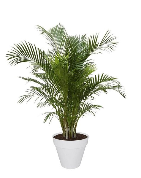 Elho Elho | Areca