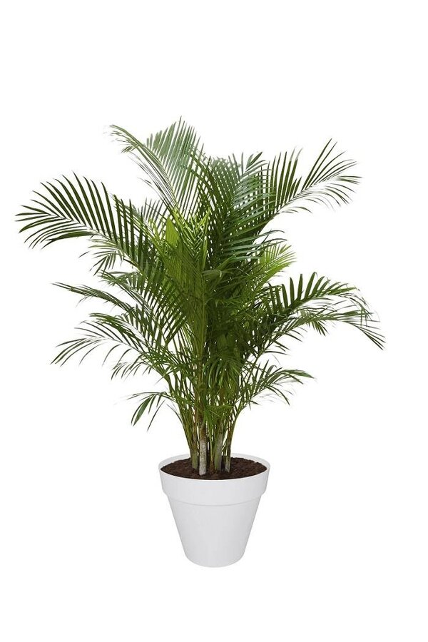Palma złota Areca w doniczce Urban L (na kółkach)
