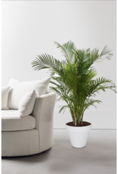 Palma złota Areca w doniczce Urban L (na kółkach)