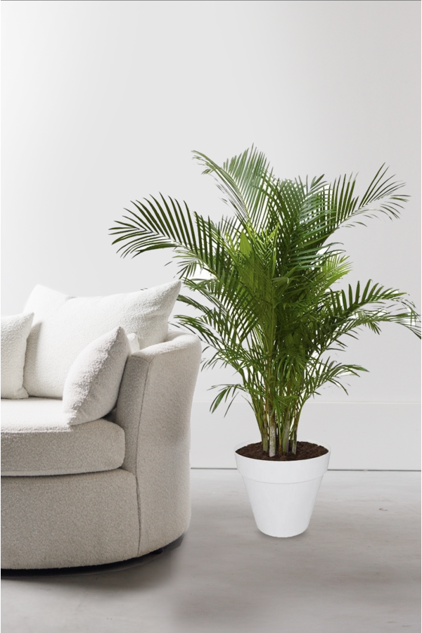 Palma złota Areca w doniczce Urban L (na kółkach)