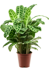 Kalatea zebrina
