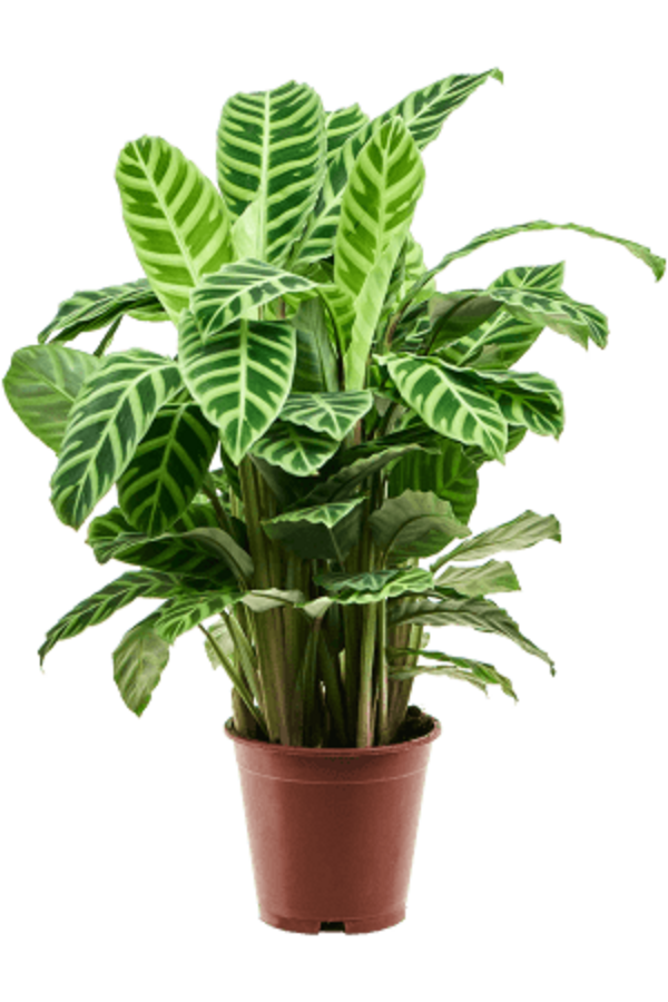 Kalatea zebrina