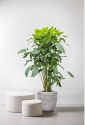 Caryota W Doniczce Bol