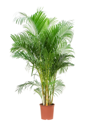 Złota palma Areca XL