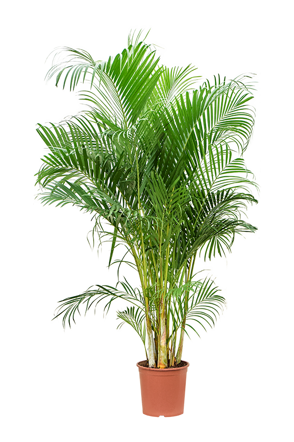 Złota palma Areca XL
