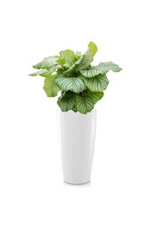 Calathea Orbifolia W Samonawadniającej Doniczce Rondo