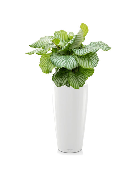 Lechuza Lechuza | Calathea