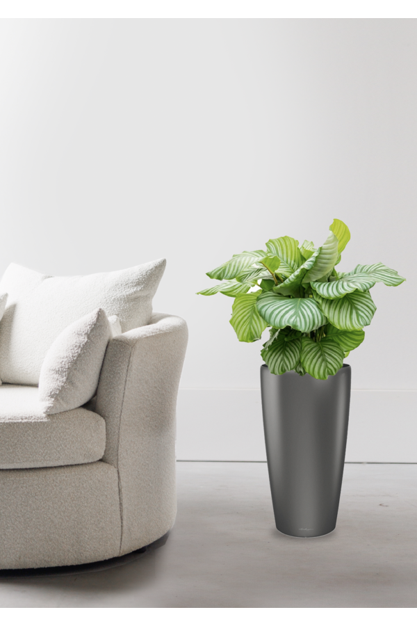 Calathea Orbifolia W Samonawadniającej Doniczce Rondo