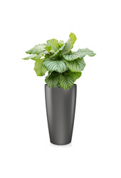 Calathea Orbifolia W Samonawadniającej Doniczce Rondo