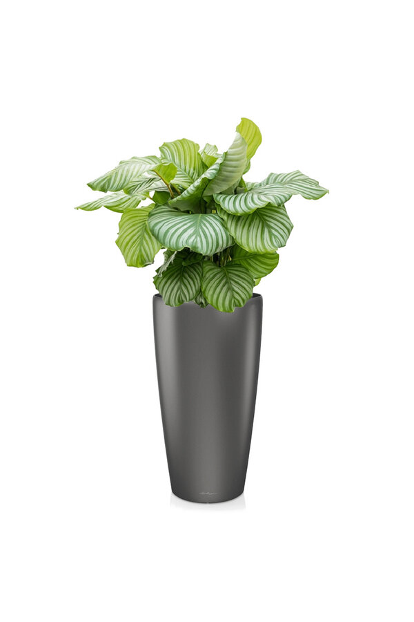 Calathea Orbifolia W Samonawadniającej Doniczce Rondo