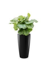 Calathea Orbifolia W Samonawadniającej Doniczce Rondo