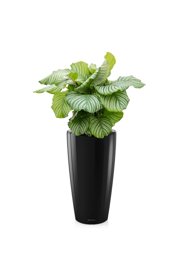 Calathea Orbifolia W Samonawadniającej Doniczce Rondo