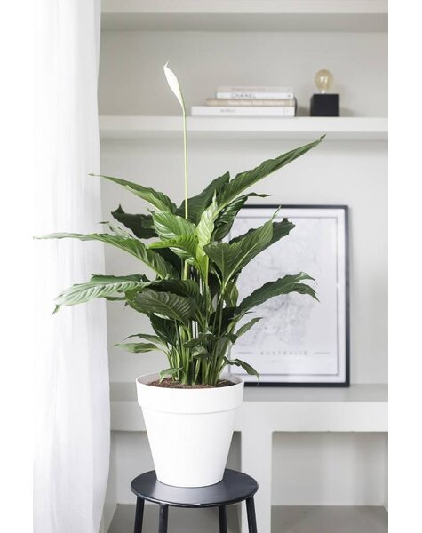 Elho Elho | Spathiphyllum