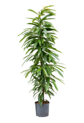 Hydroplant Ficus amstel king